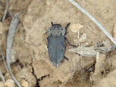 Capnodis tenebrionis