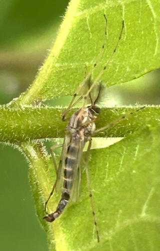 Unknown species found near Plano, TX, US