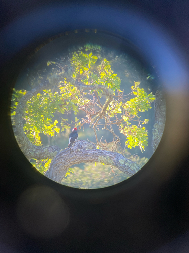 iNaturalist observation photo of Acorn Woodpecker