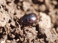 Saprininae