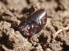 Saprininae
