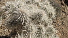 Cylindropuntia chuckwallensis