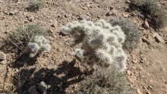 Cylindropuntia chuckwallensis