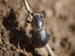 Psallidium maxillosum