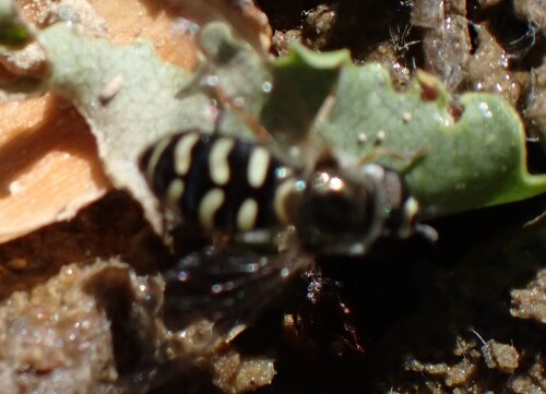 Unknown species found near Inyo County, CA, USA