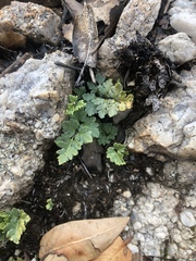 Myriopteris wrightii