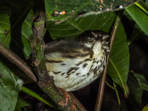 Louisiana Waterthrush