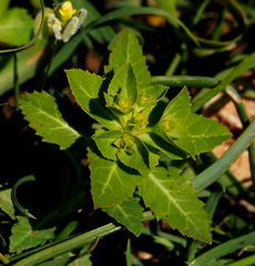Euphorbia arguta