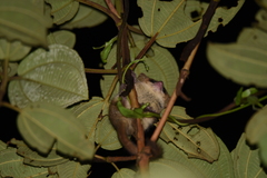 Microcebus lehilahytsara