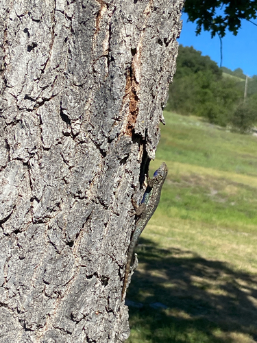 iNaturalist observation photo of Western Fence Lizard