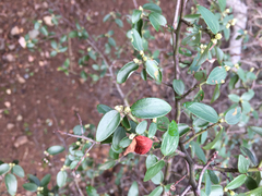 Ceanothus oliganthus