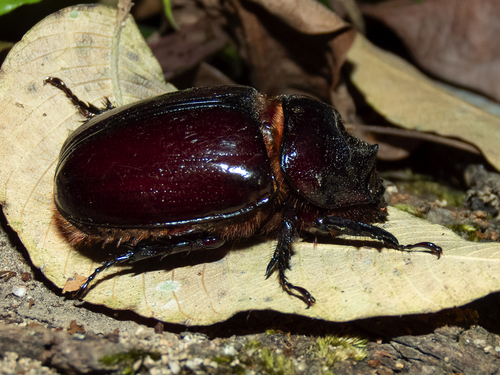 Aloeus Ox Beetle