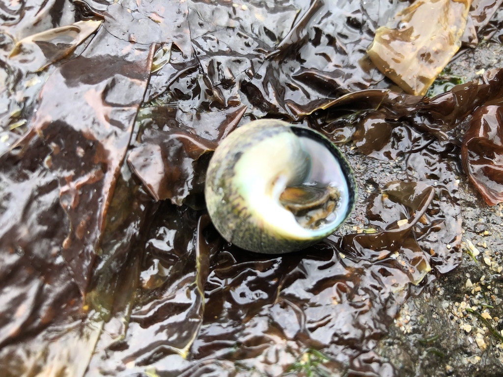 Lined Top Shell from Beach Road, Bushmills, Northern Ireland, GB on ...