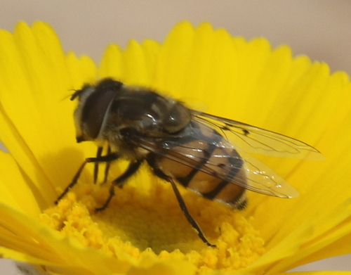 Unknown species found near Cornville, AZ 86325, USA
