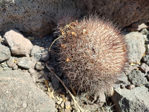 Pichilingue Nipple Cactus (Mammillaria petrophila)