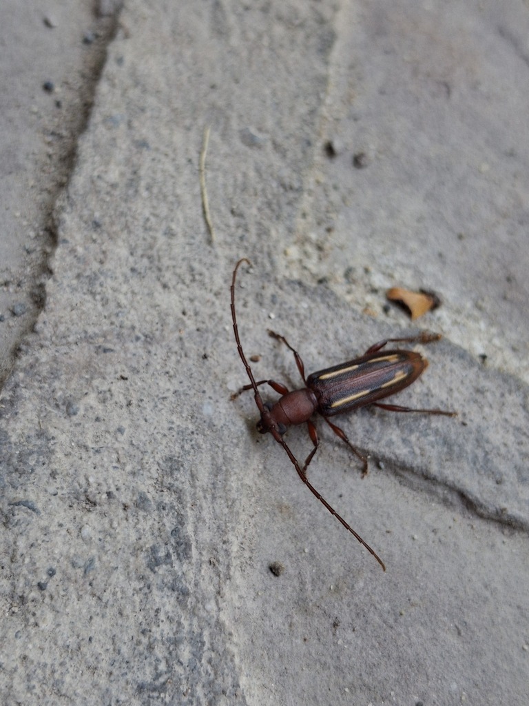 Haruspex lineolatus