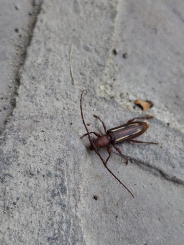 Haruspex lineolatus