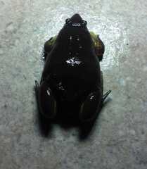 Elachistocleis bicolor