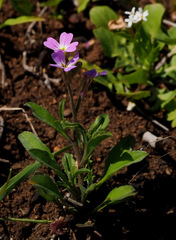 Malcolmia chia
