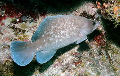 Rypticus saponaceus