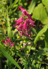 Fumaria densiflora