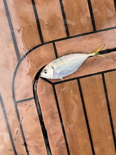 Alepes kleinii observed 2026-03-29