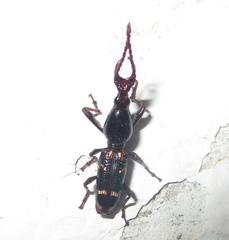 Orfilaia vulsellata