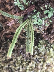 Stenogrammitis saffordii