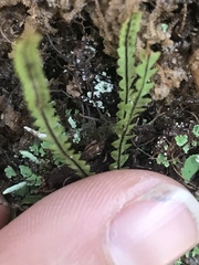 Stenogrammitis saffordii