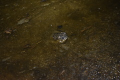 Anaxyrus californicus