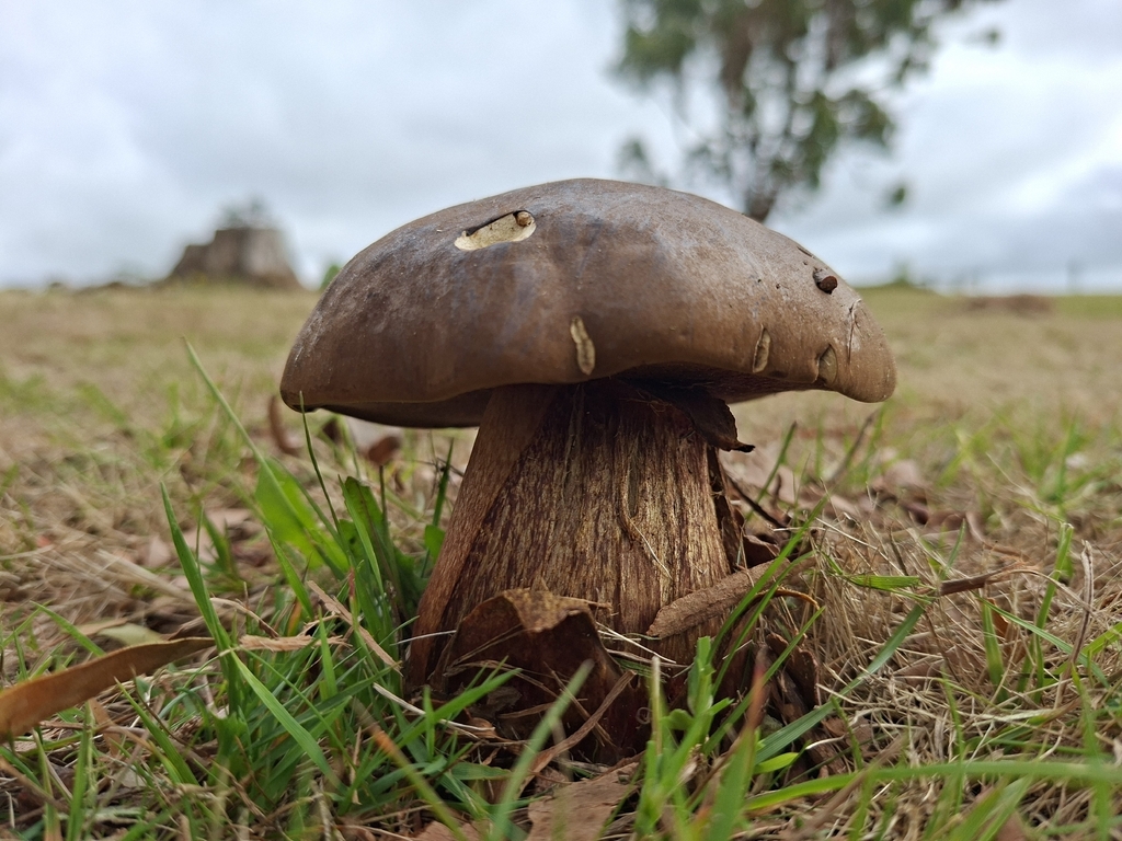 Phlebopus marginatus · March 2026 · photo: © tassietravelsblog (iNaturalist, cc0)