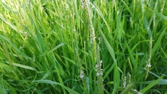 Alopecurus geniculatus