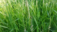 Alopecurus geniculatus