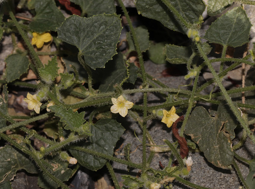 pea pumpkin (Cucumis althaeoides)