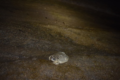 Anaxyrus californicus