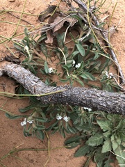 Cryptantha crassisepala crassisepala