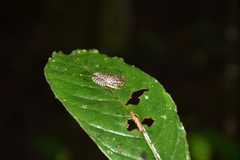 Mantellidae