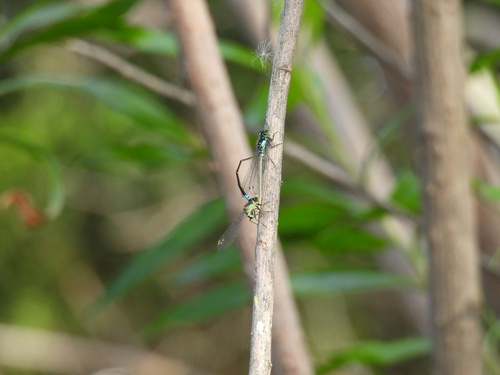 iNaturalist observation photo of Pacific Forktail
