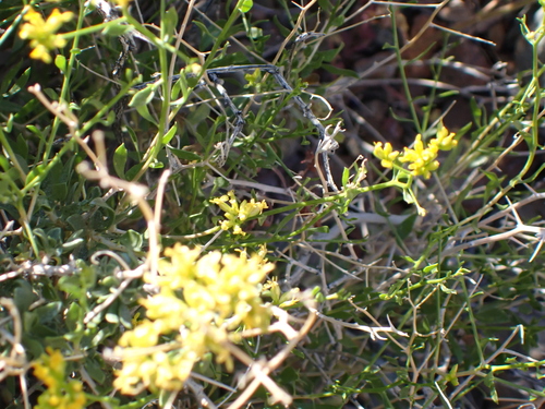 Chaffbush (Amphipappus fremontii)