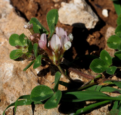 Trifolium eriosphaerum