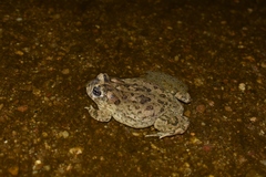 Anaxyrus californicus