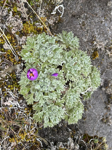 Phyllanthos observed 2026-03-28