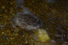 Anaxyrus californicus