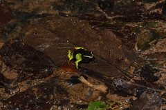 Mantella baroni