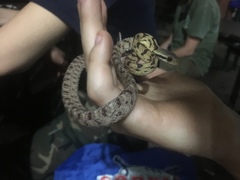 Boiga siamensis