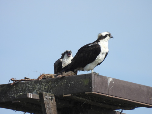 iNaturalist observation photo of Osprey