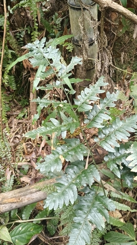 Dryopteris polita iNat (2)