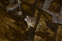 Anaxyrus californicus