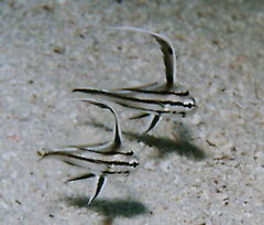 Pareques acuminatus