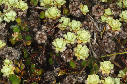Celadon mat daisy (Raoulia parkii)